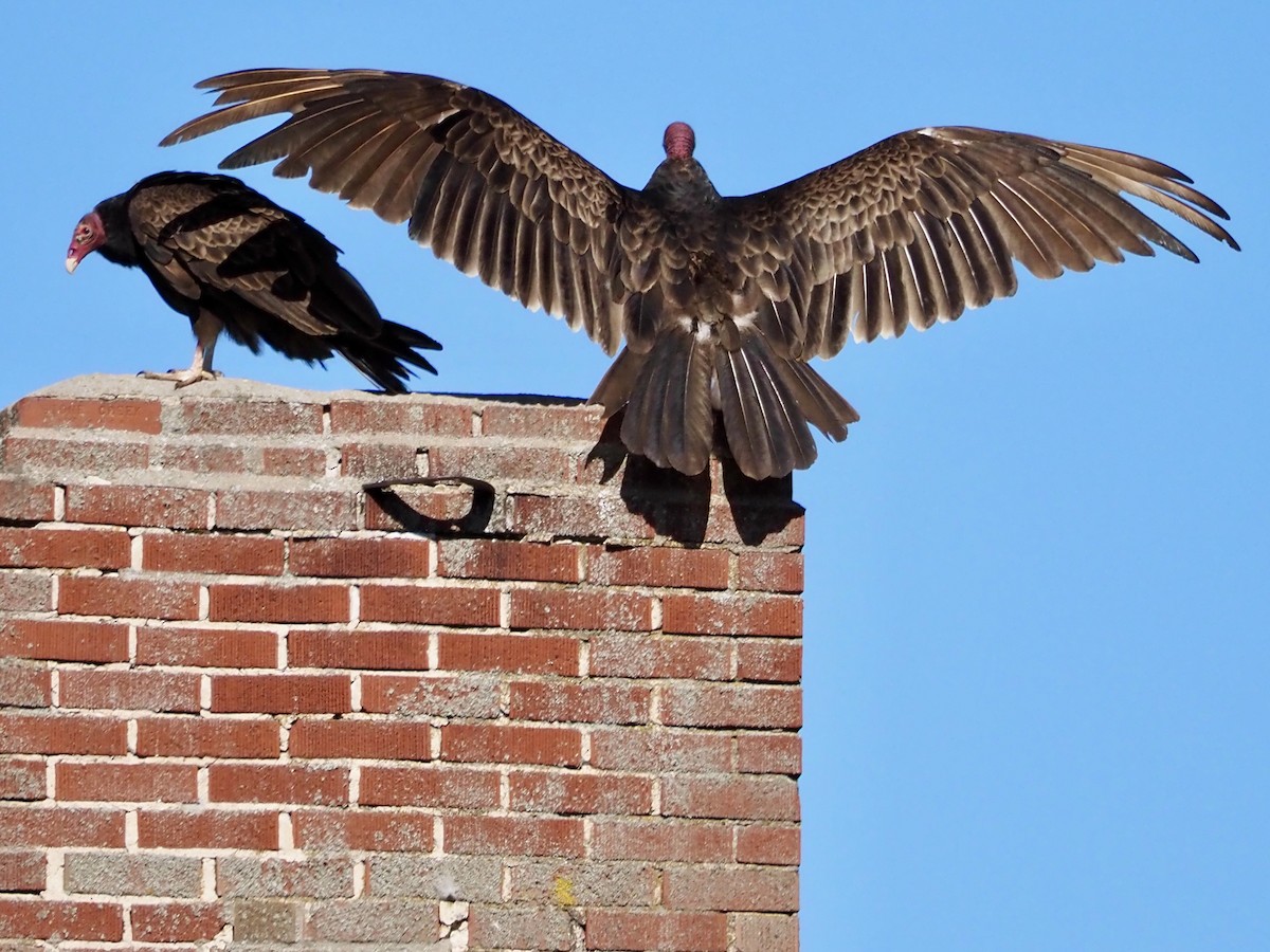 Turkey Vulture - ML461685081