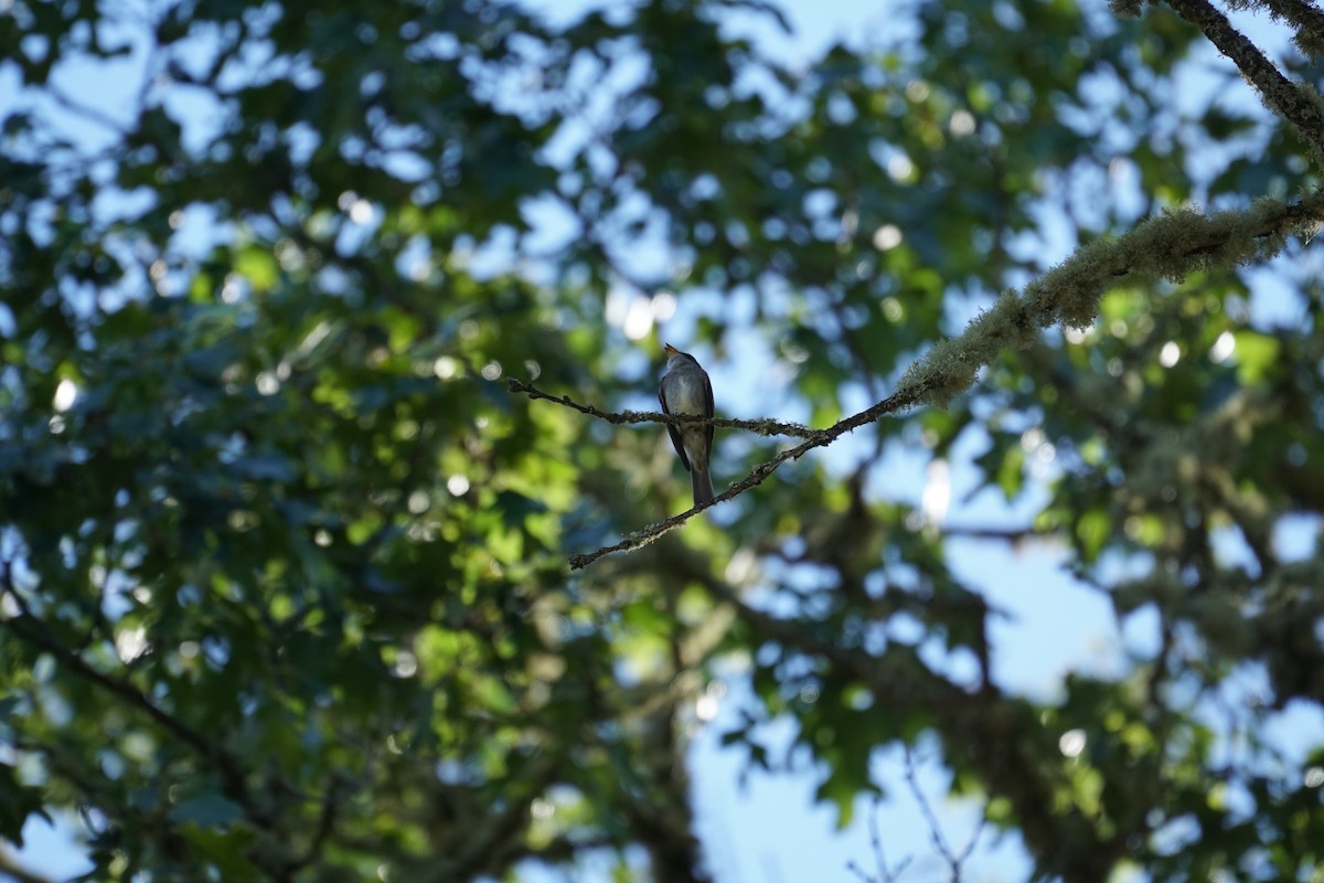 Western Wood-Pewee - ML461685291