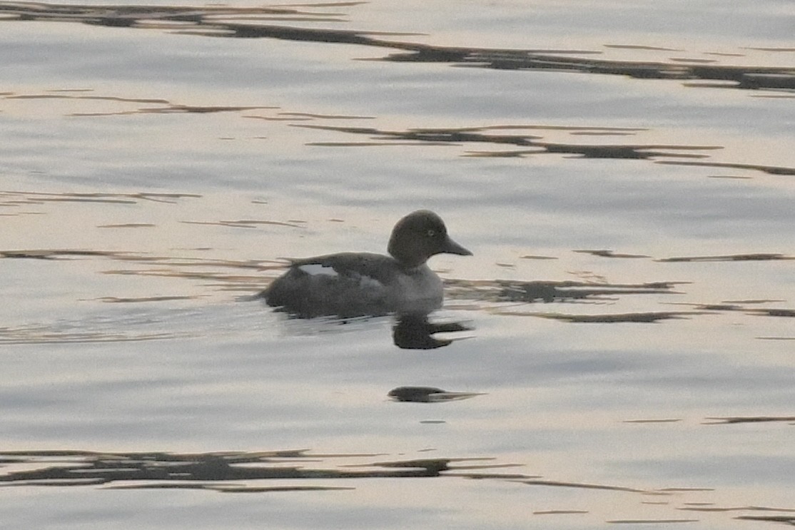 Common Goldeneye - ML461685571