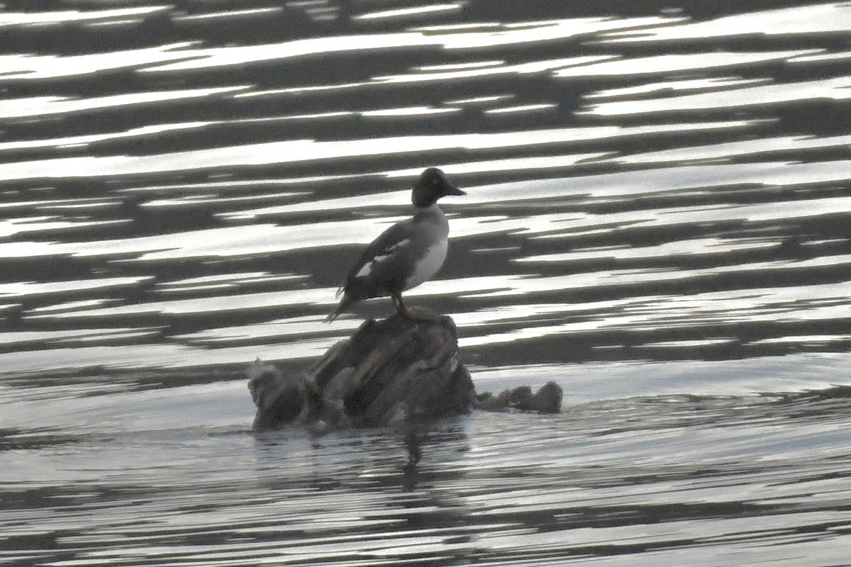 Common Goldeneye - ML461685591