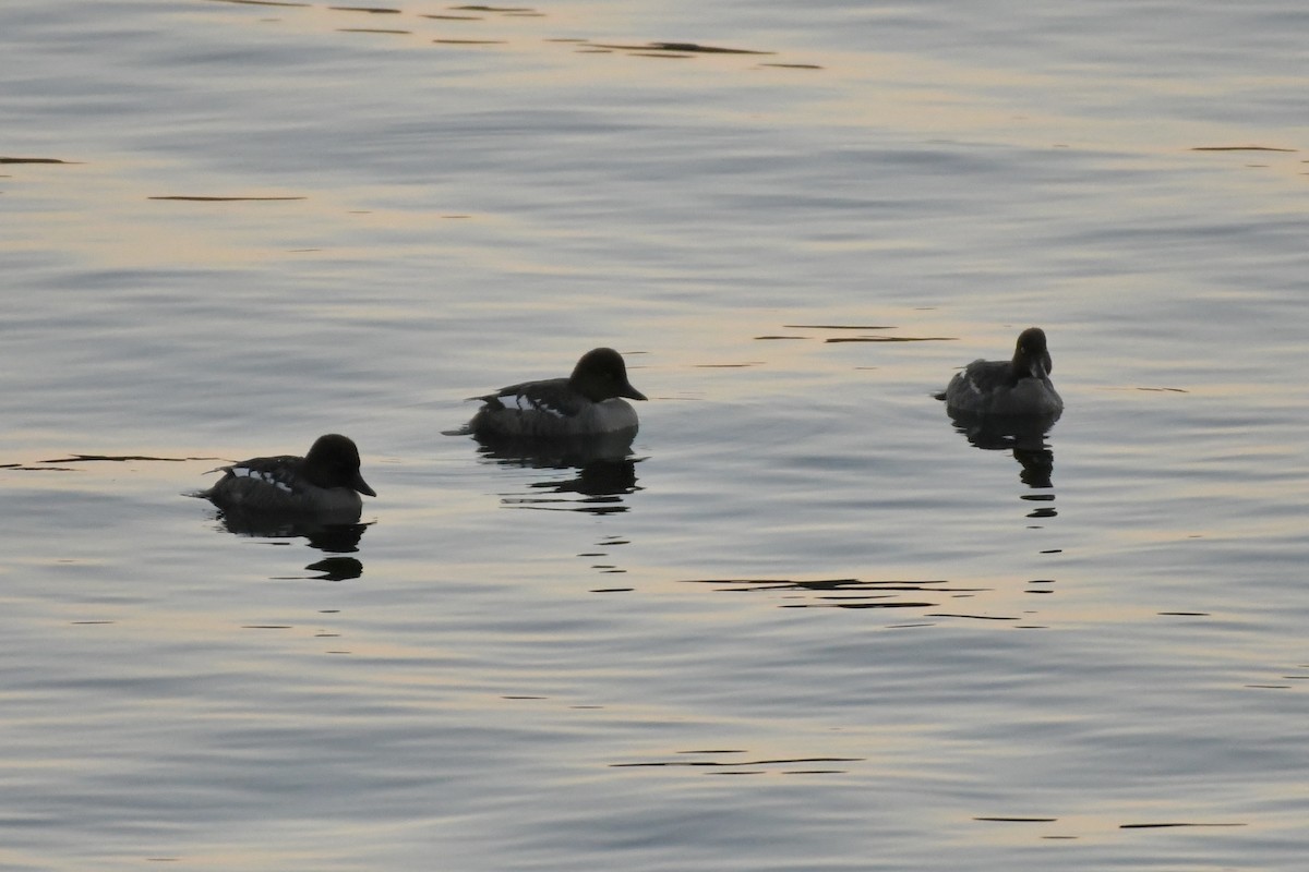 Common Goldeneye - ML461685631