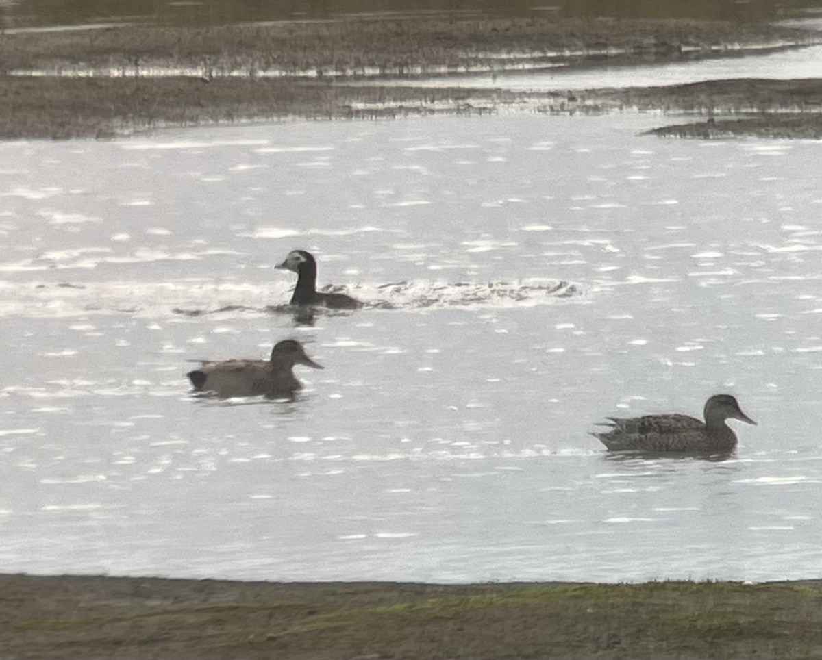 Canard chipeau - ML461686751