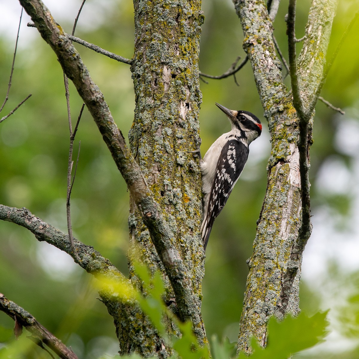 Hairy Woodpecker - ML461686961