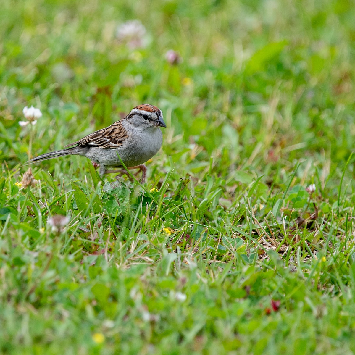 Chipping Sparrow - ML461687061