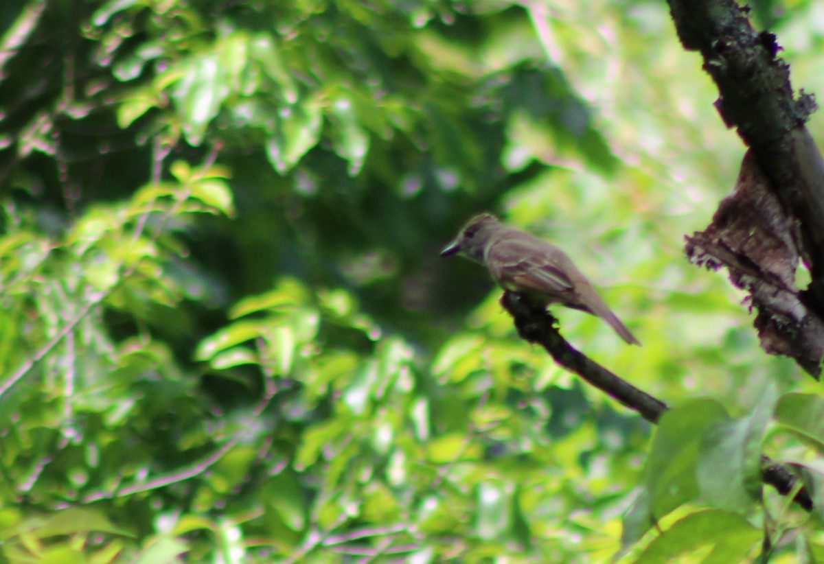 Great Crested Flycatcher - Lydia Pultorak