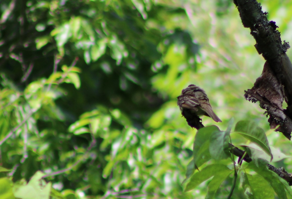 Great Crested Flycatcher - Lydia Pultorak