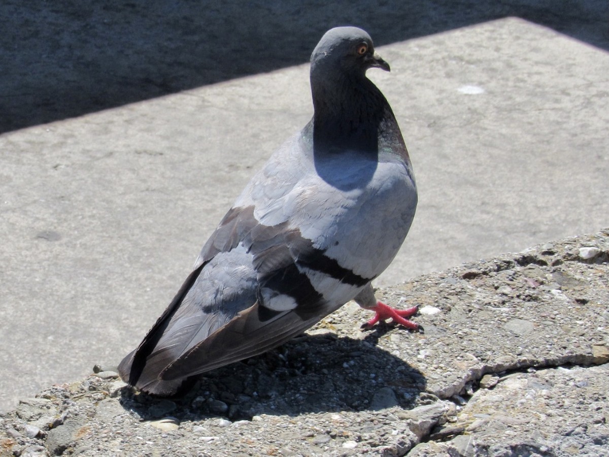Rock Pigeon (Feral Pigeon) - ML461691581
