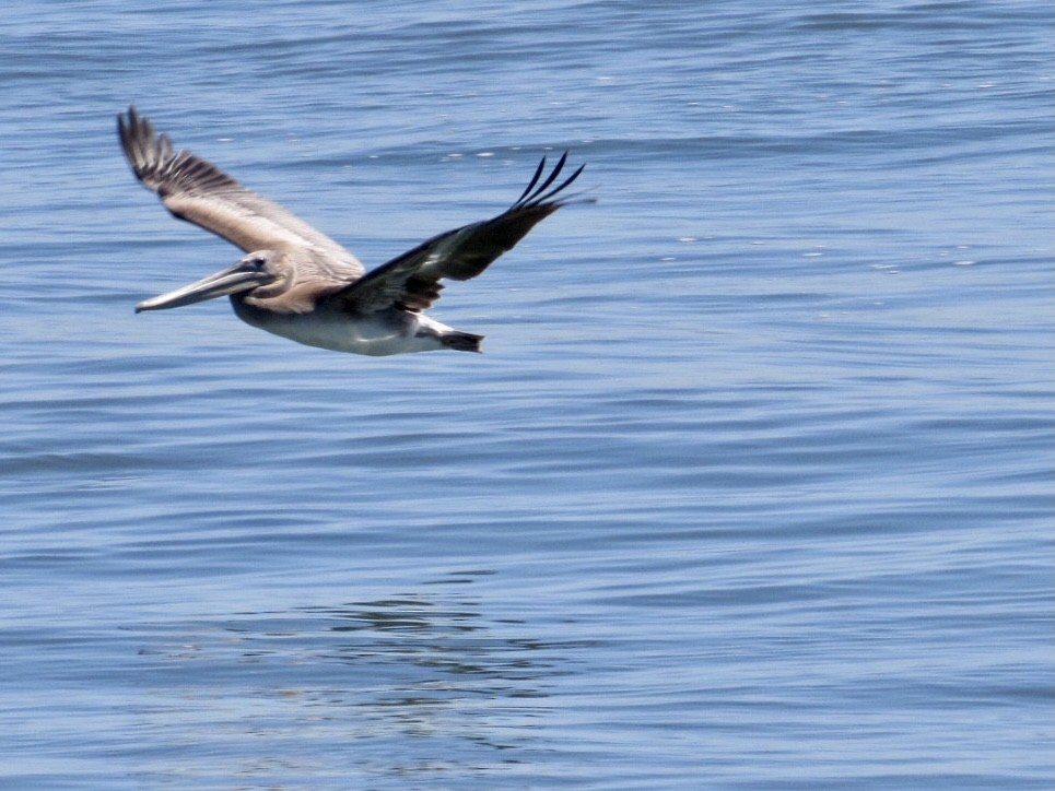 Brown Pelican - Elena C