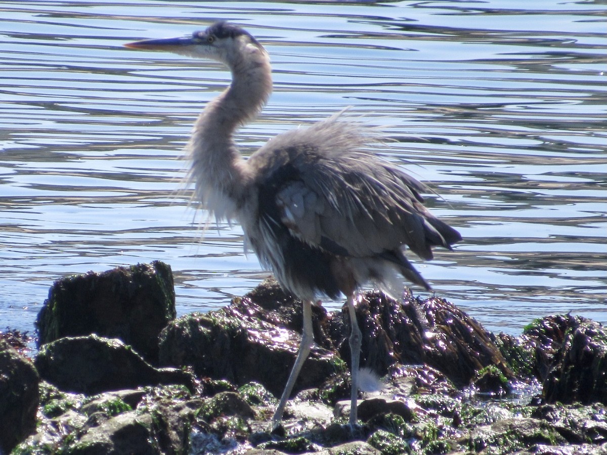 Great Blue Heron - ML461692121