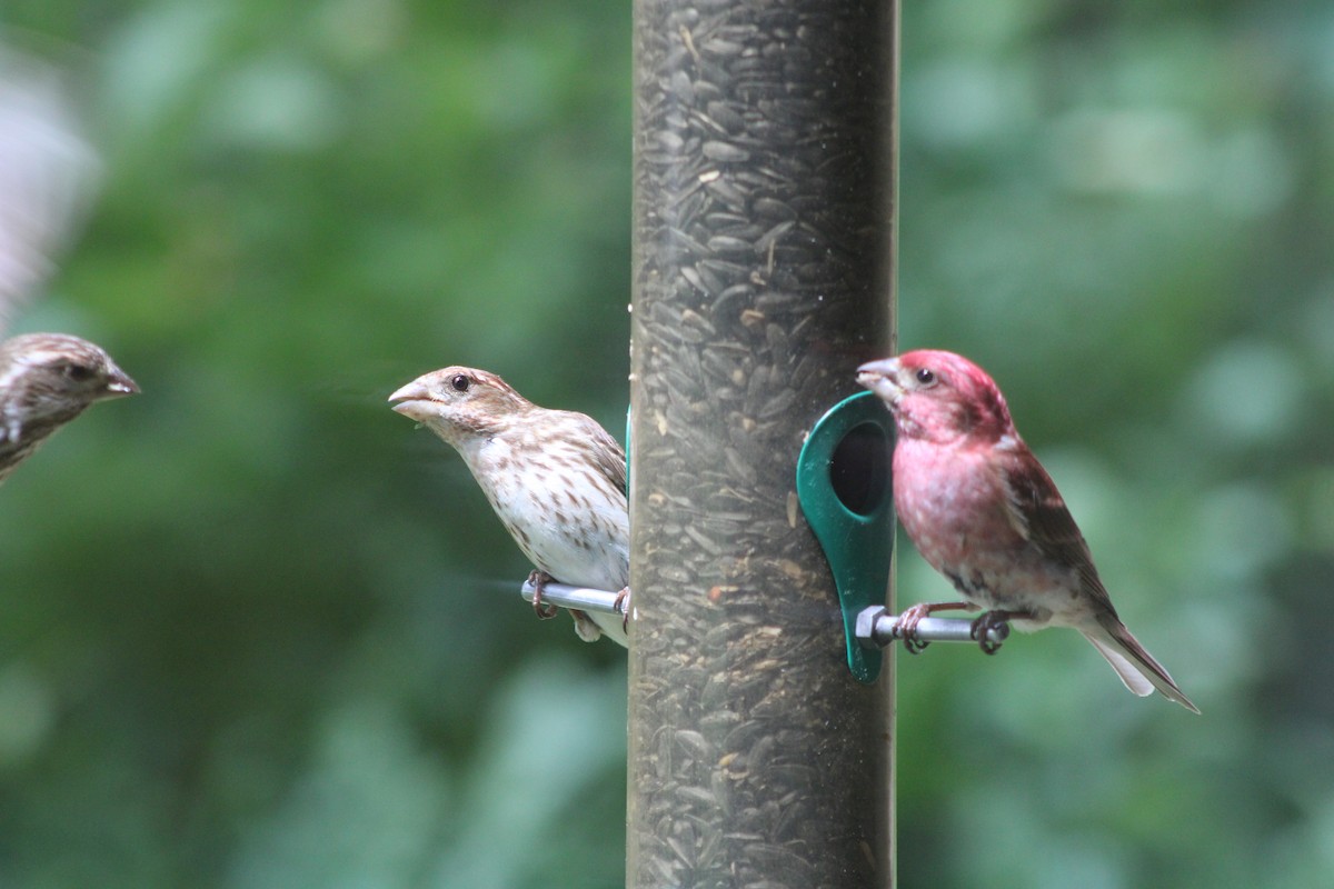 Purple Finch - ML461692471