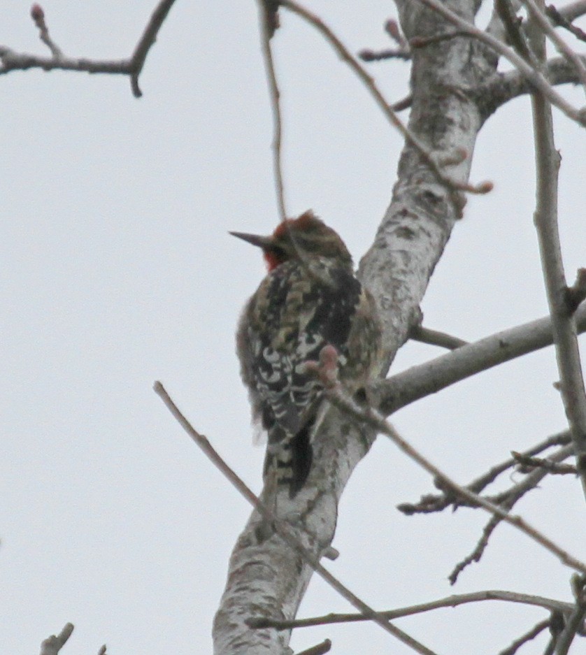 Yellow-bellied Sapsucker - Matthew Grube