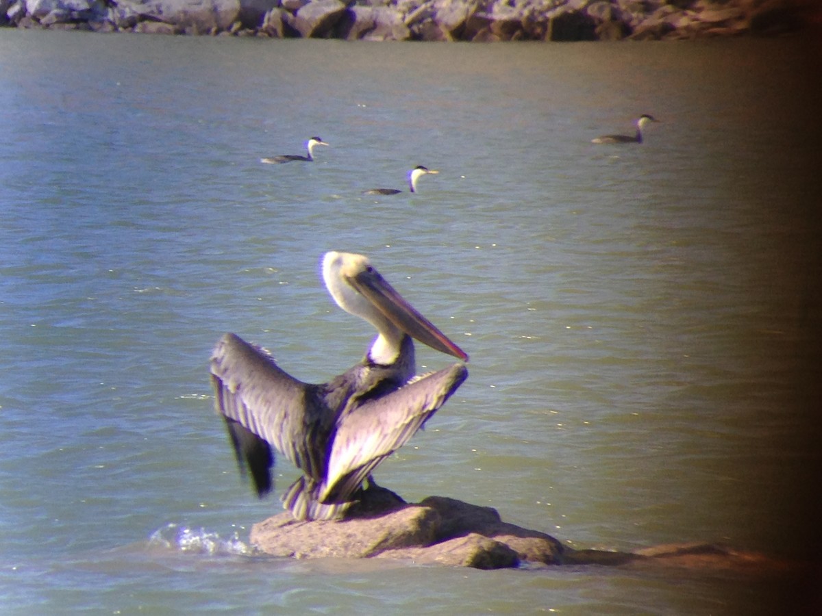 Brown Pelican - ML46169341