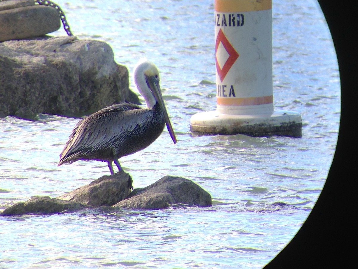 Brown Pelican - ML46169351