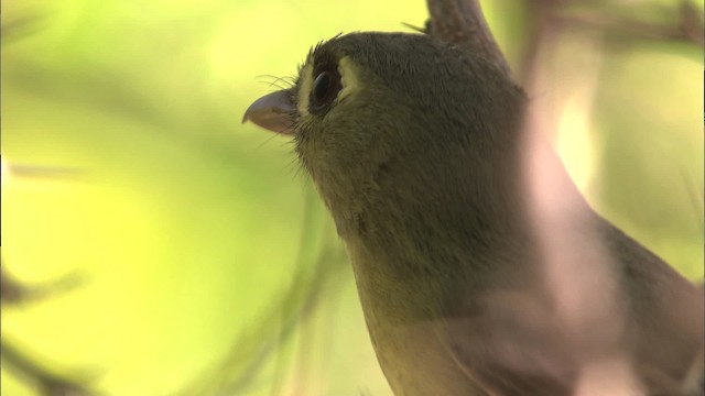 Vireo Cubano - ML461694