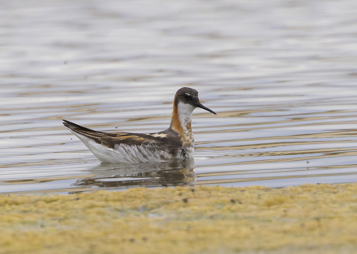 Круглоносый плавунчик - ML461694461