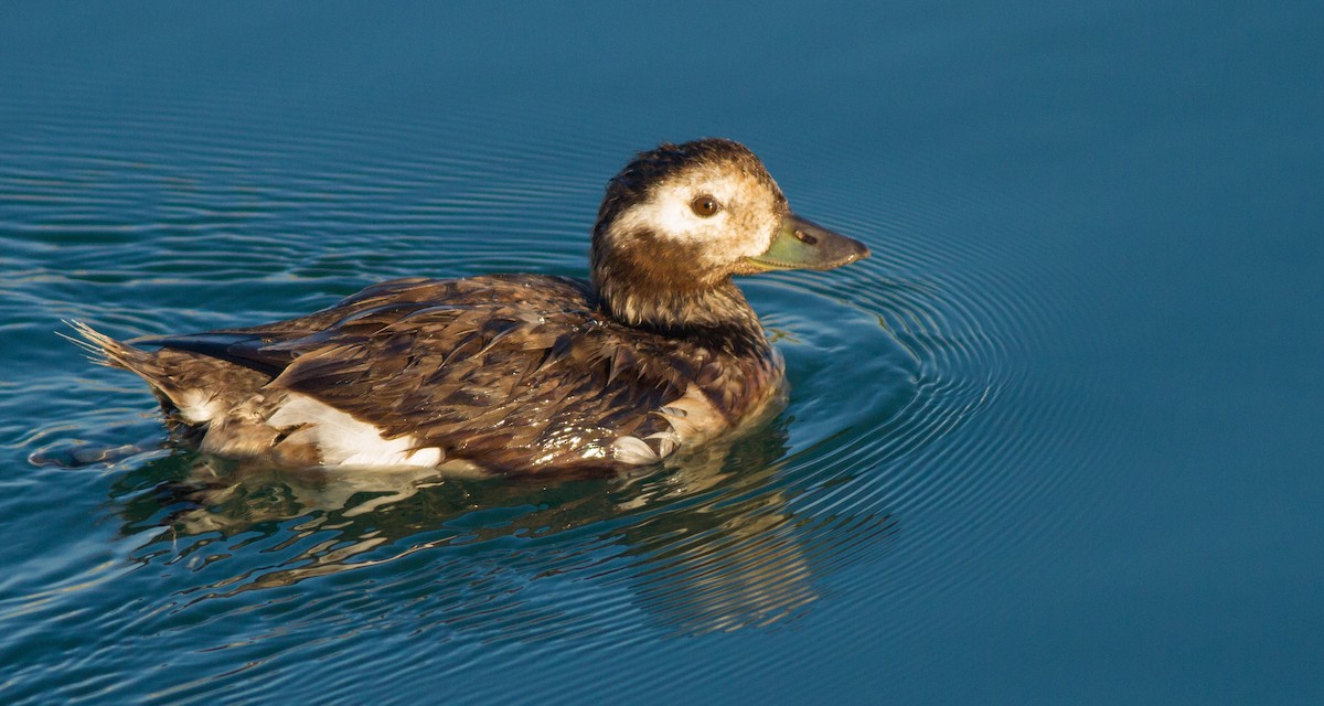 Long-tailed Duck - Scott Simmons