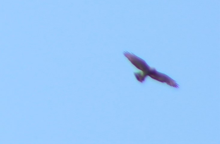 Broad-winged Hawk - ML461696271