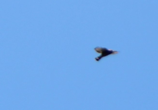 Broad-winged Hawk - ML461696391