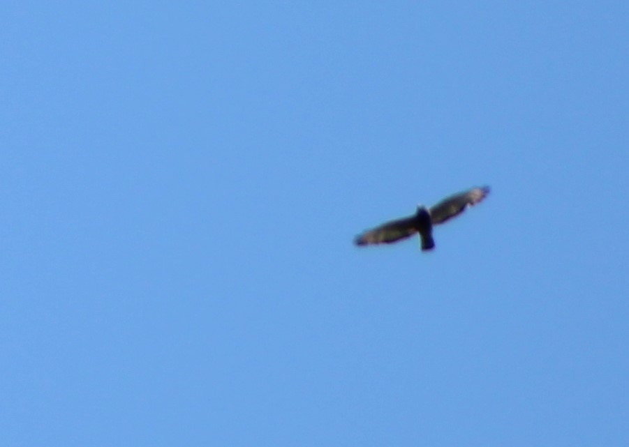 Broad-winged Hawk - ML461696431