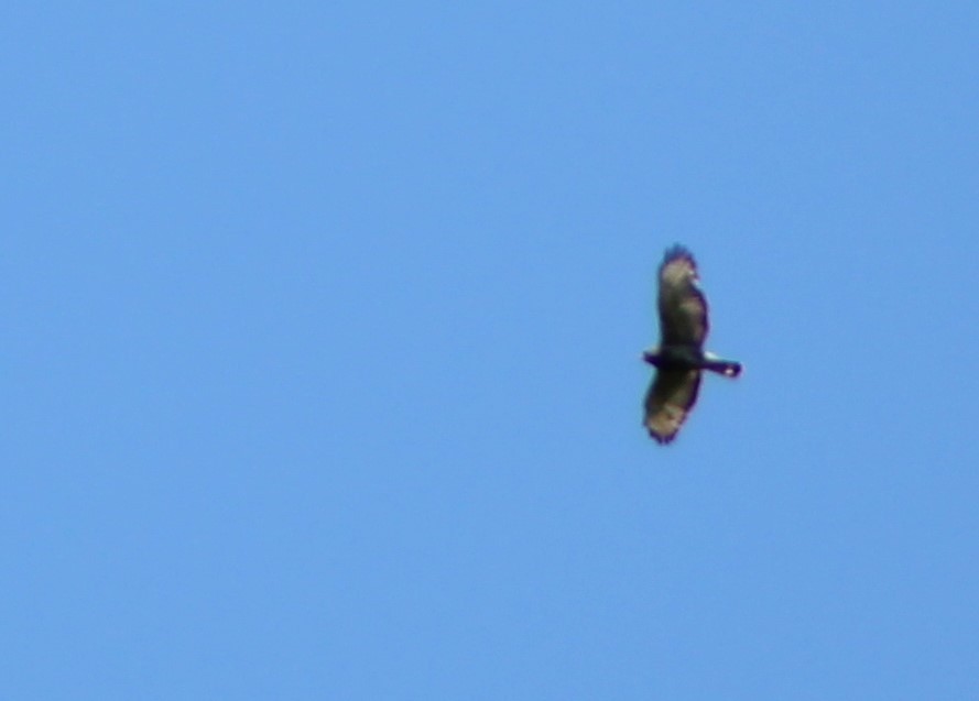 Broad-winged Hawk - ML461696451