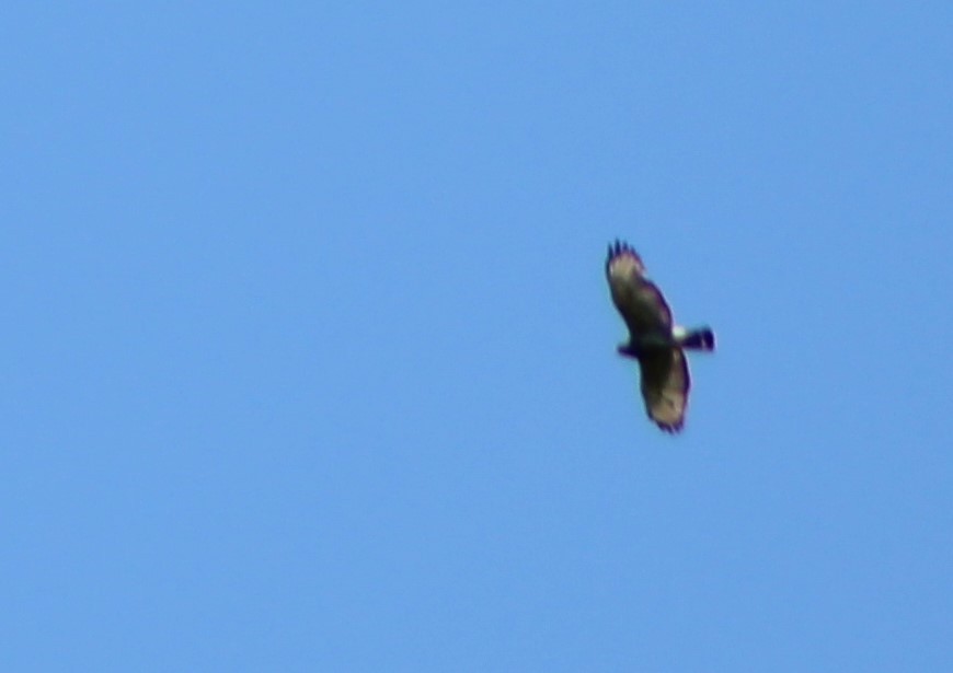 Broad-winged Hawk - ML461696461
