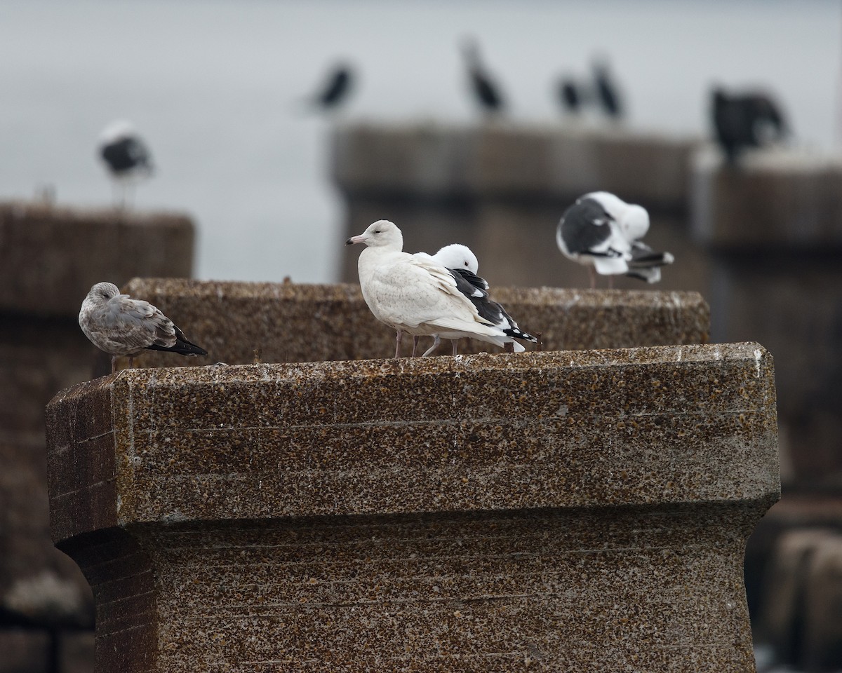 Glaucous Gull - ML46169661