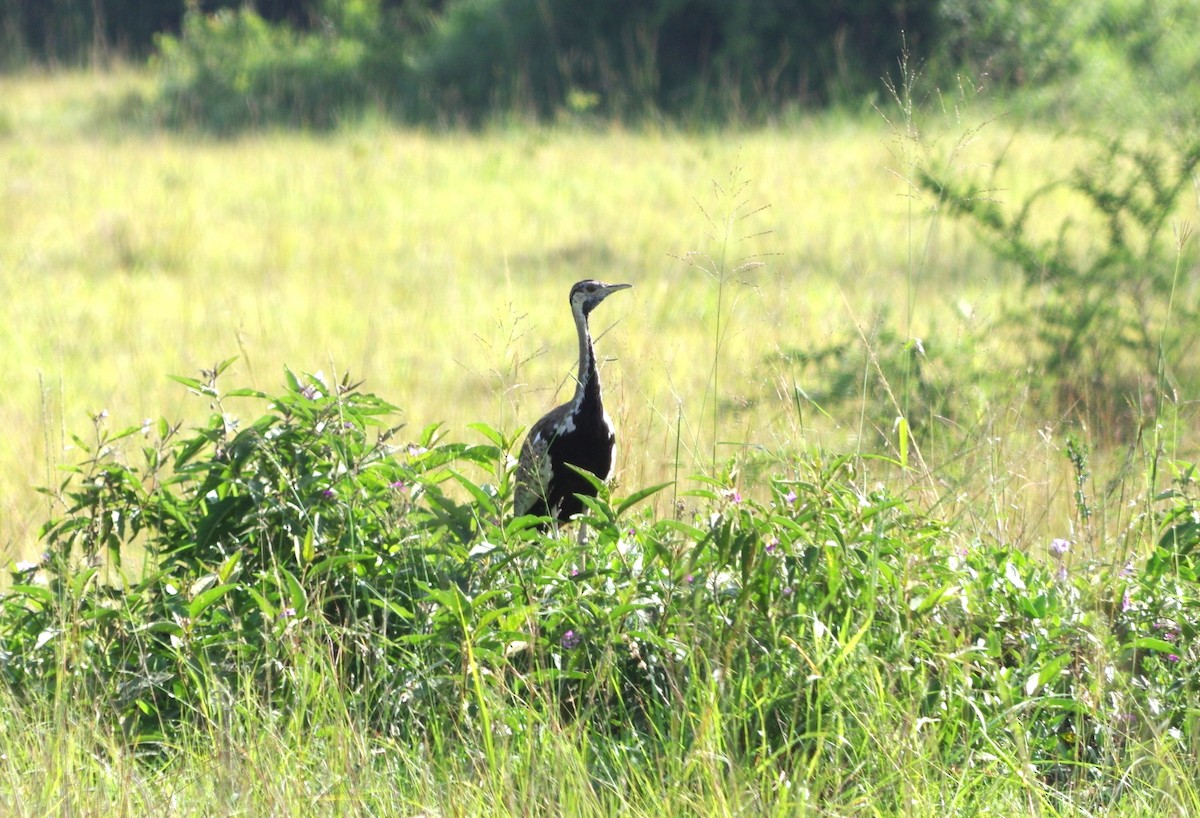 Black-bellied Bustard - ML461696691