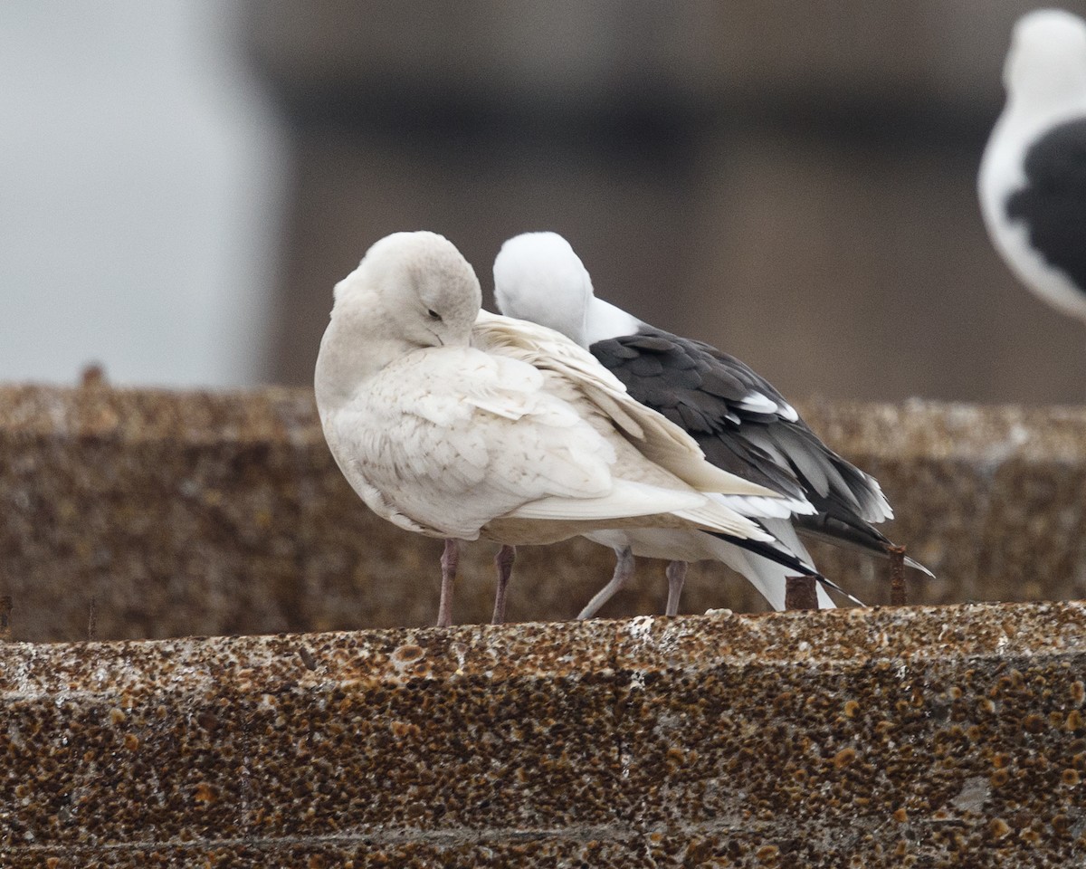 Glaucous Gull - ML46169671