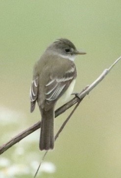 Willow Flycatcher - Jim Grieshaber