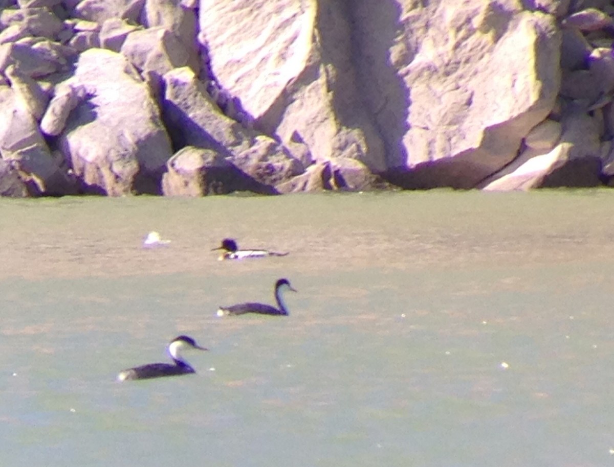 Red-breasted Merganser - ML46169951
