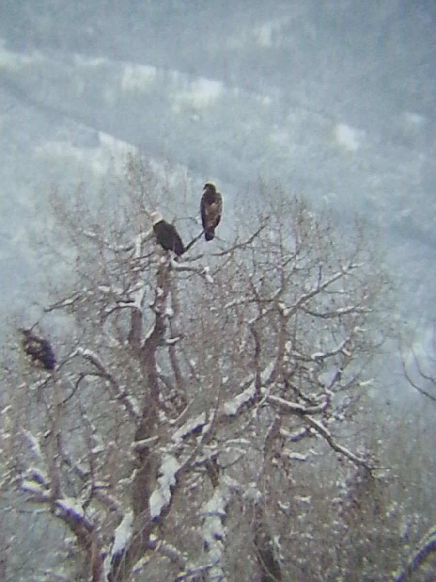 Bald Eagle - ML46170061