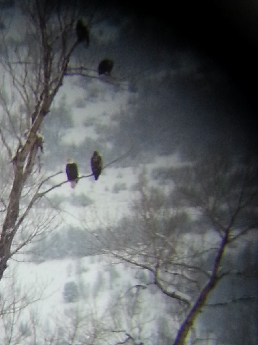 Bald Eagle - ML46170181