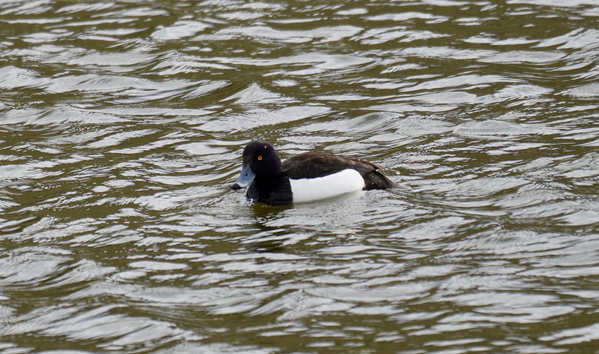 Tufted Duck - ML461703631