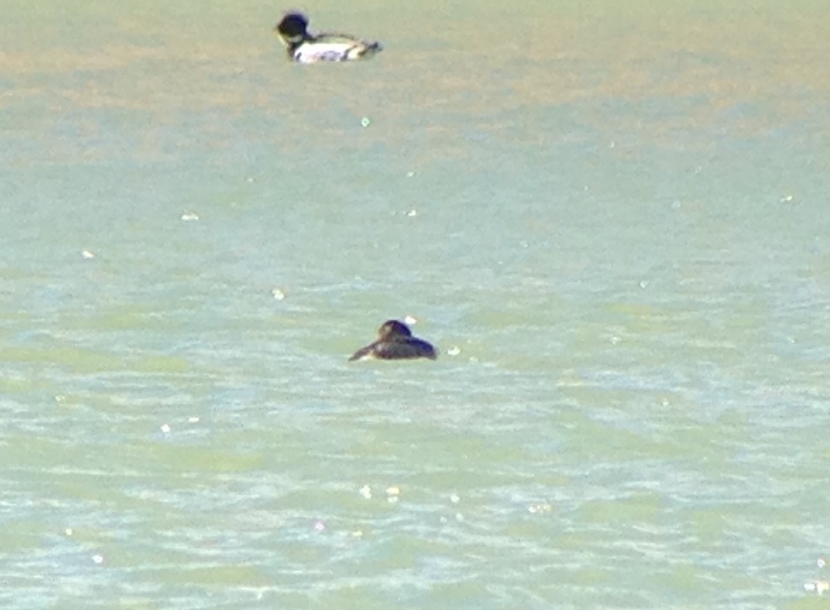 Red-necked Grebe - ML46170371