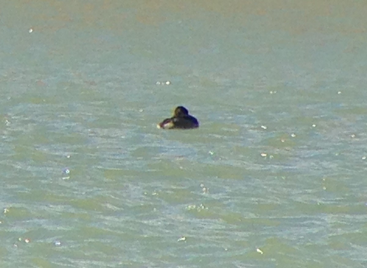 Red-necked Grebe - ML46170381