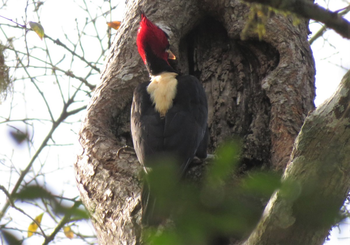 Cream-backed Woodpecker - ML461705391