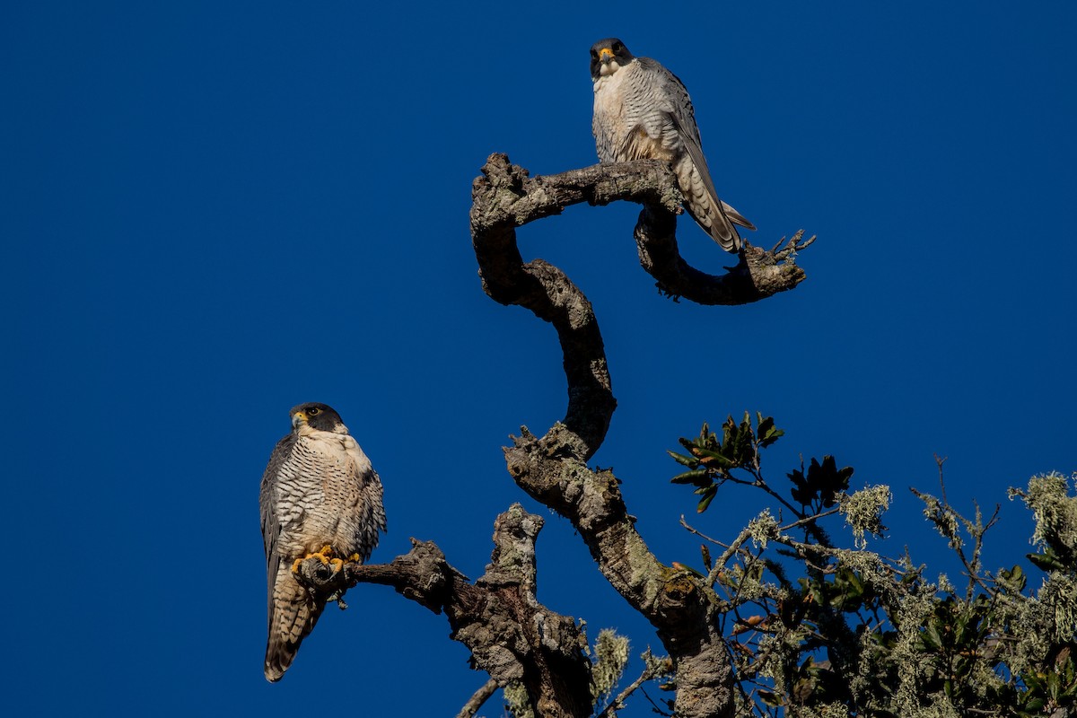 Peregrine Falcon - ML46170631