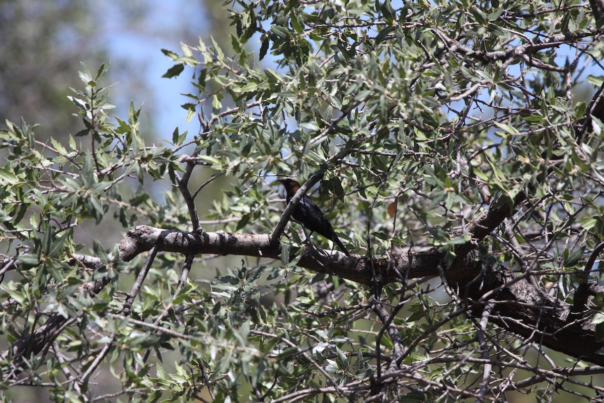 Tordo Cabecipardo - ML461707761