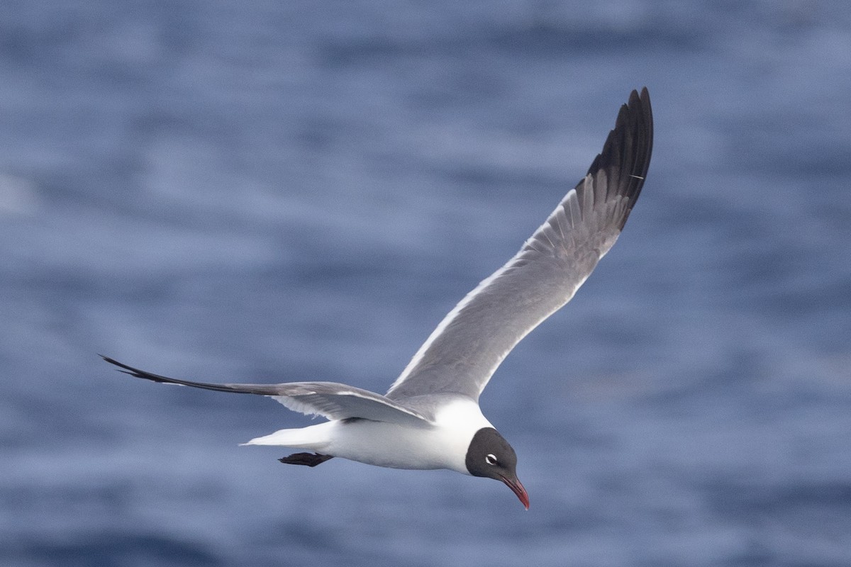 Laughing Gull - Kent Fiala