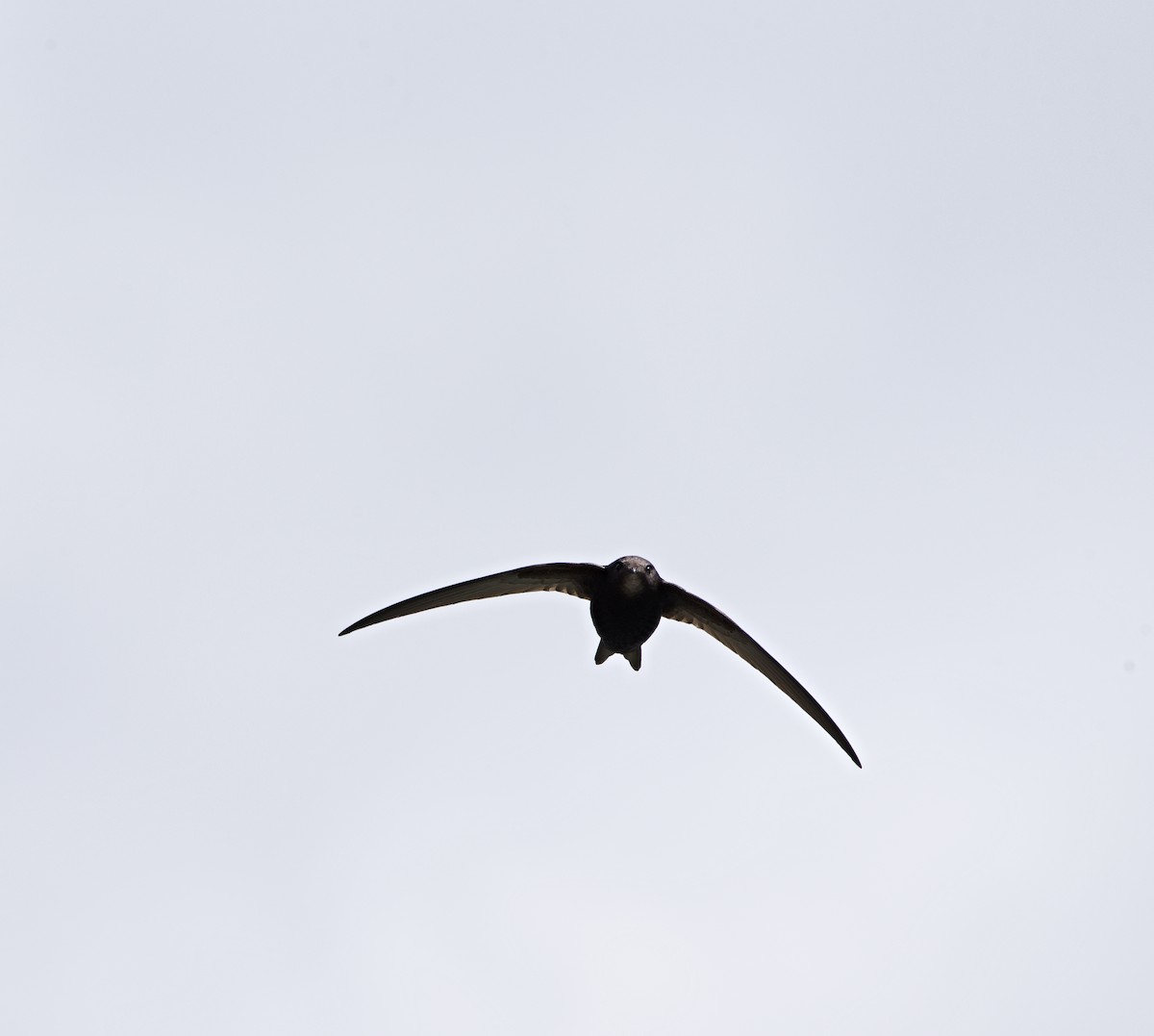 Common Swift - ML461710361