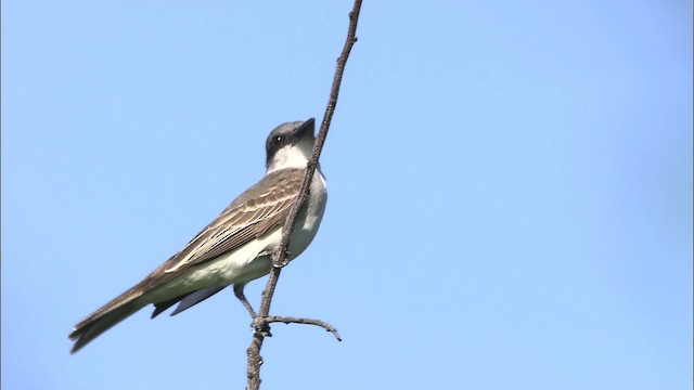 Tyran tête-police (groupe caudifasciatus) - ML461711