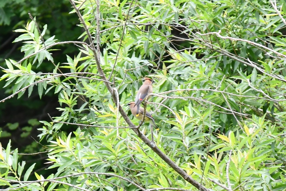 Cedar Waxwing - ML461711451