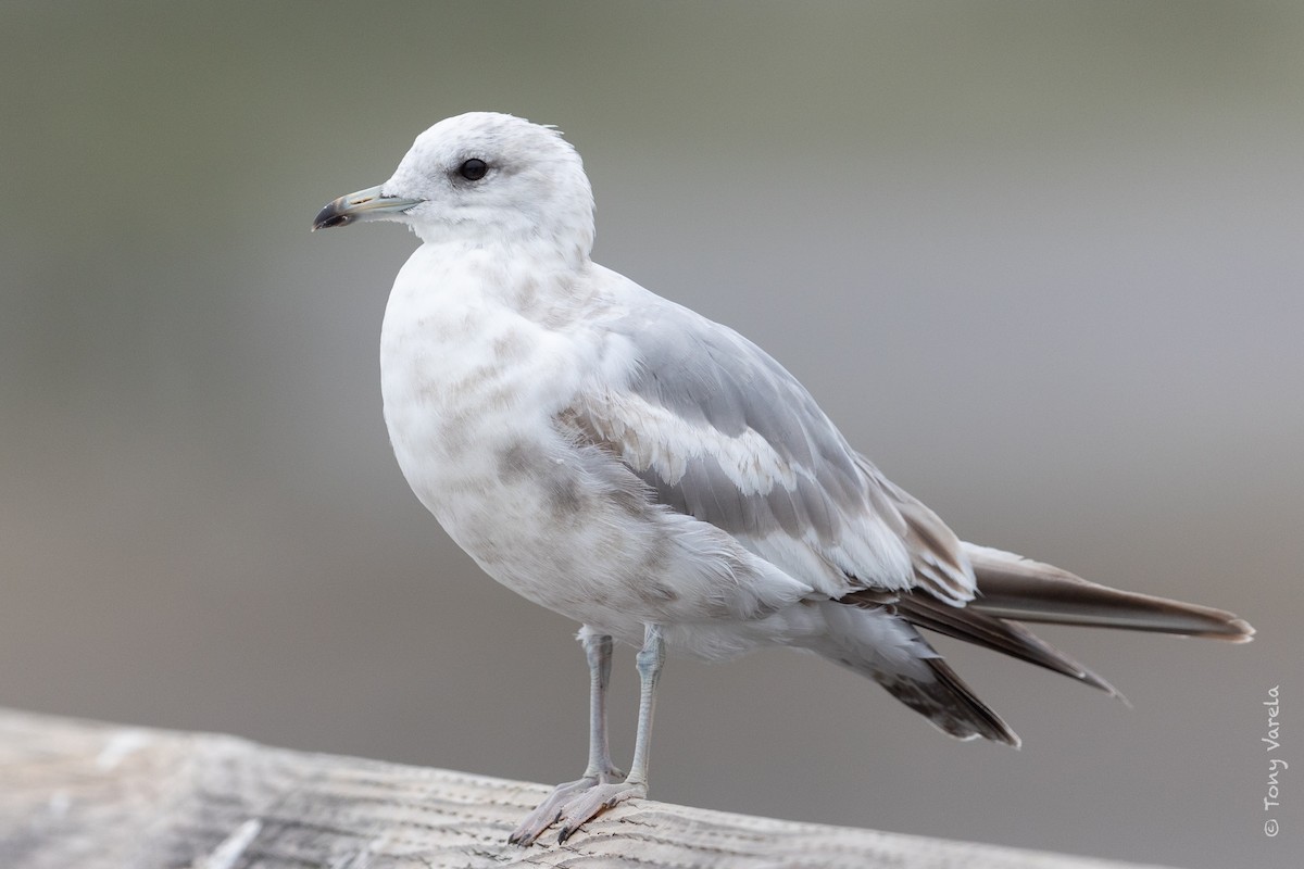 Short-billed Gull - Tony V