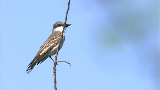 Antillenkönigstyrann [caudifasciatus-Gruppe] - ML461712