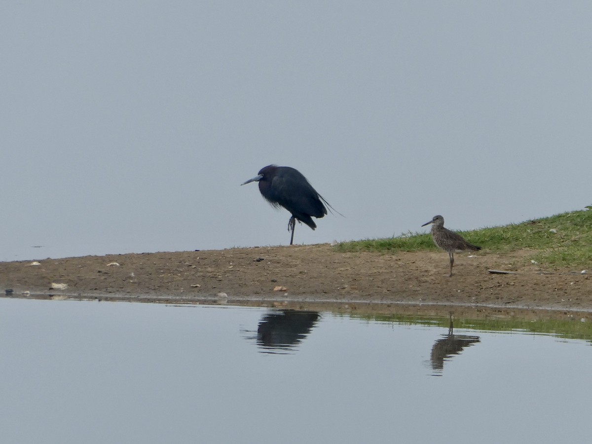 Little Blue Heron - ML461712741