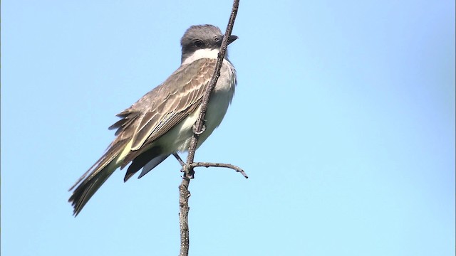 Büyük Antil Tiranı [caudifasciatus grubu] - ML461713