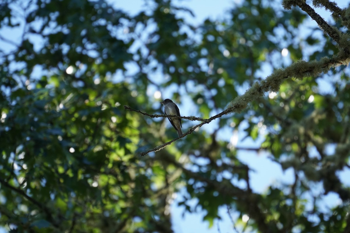 Western Wood-Pewee - Abraham Finlay