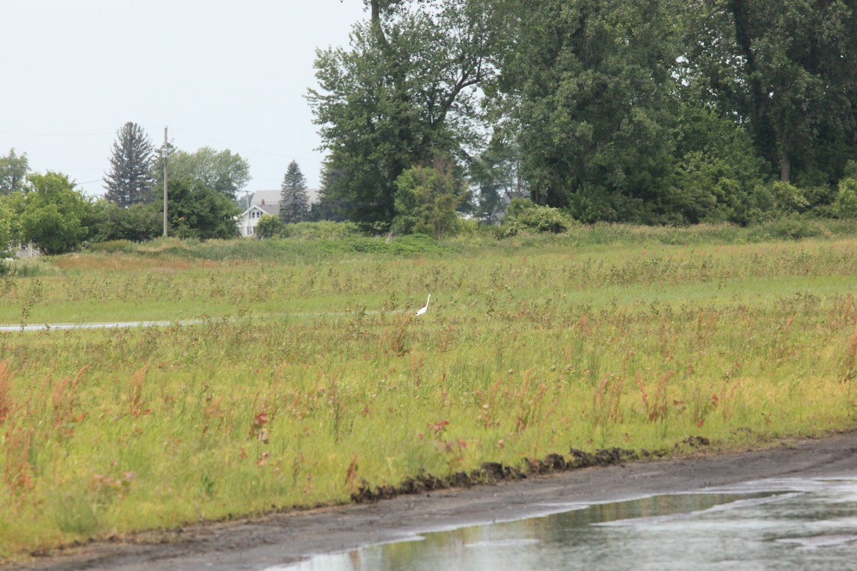 Great Egret - ML461713131