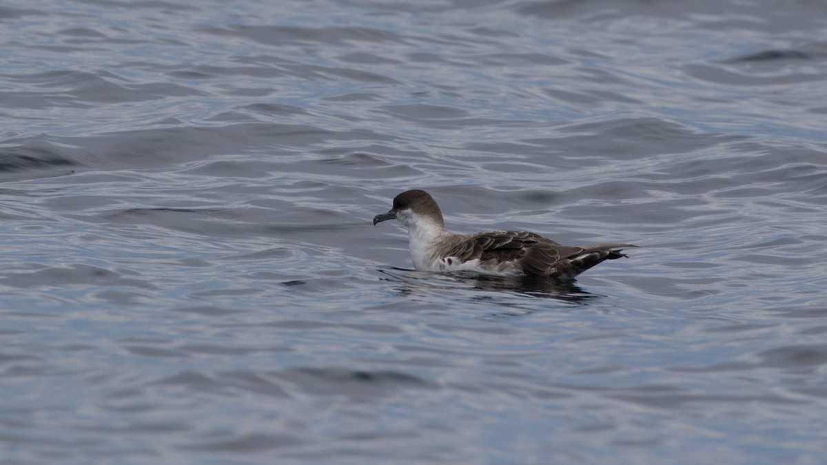 Great Shearwater - ML461713221