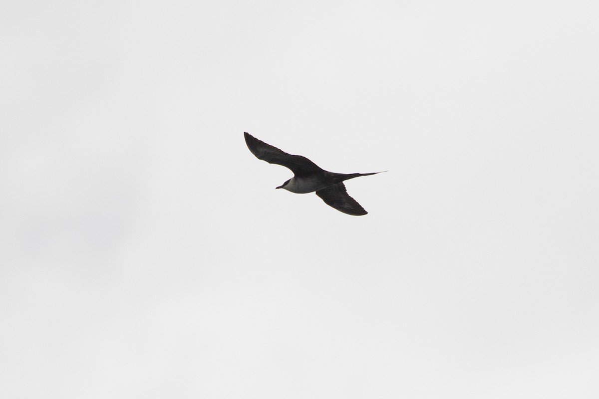 Long-tailed Jaeger - ML461713311